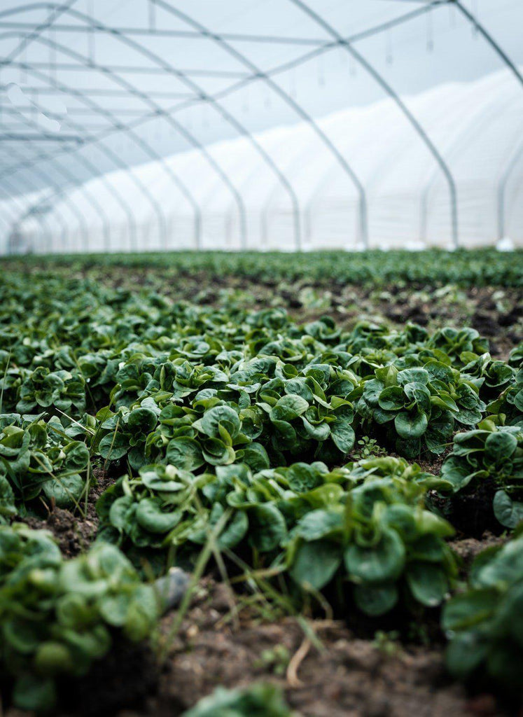 Expert Advice—5 Best Plants To Grow In A Greenhouse