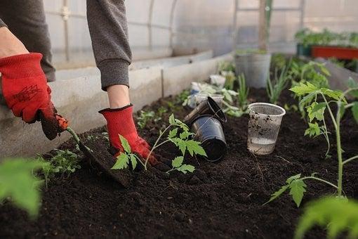 A greenhouse from Mulberry Greenhouses in the US