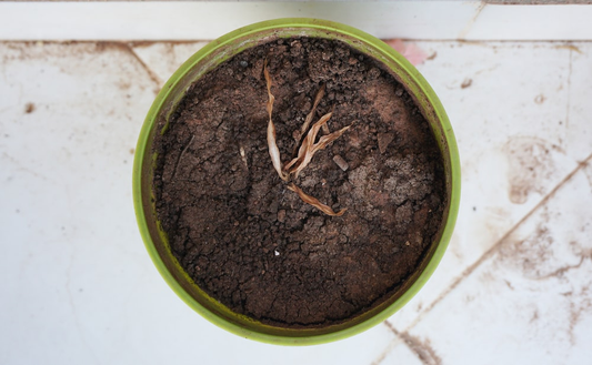 Dead plants due to poor ventilation inside a greenhouse