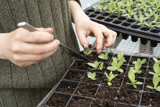 A woman busy container gardening