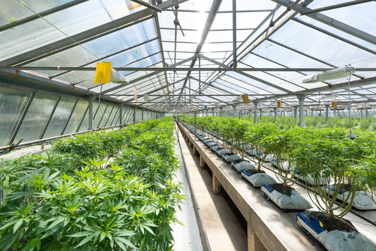 A well-managed and ventilated greenhouse