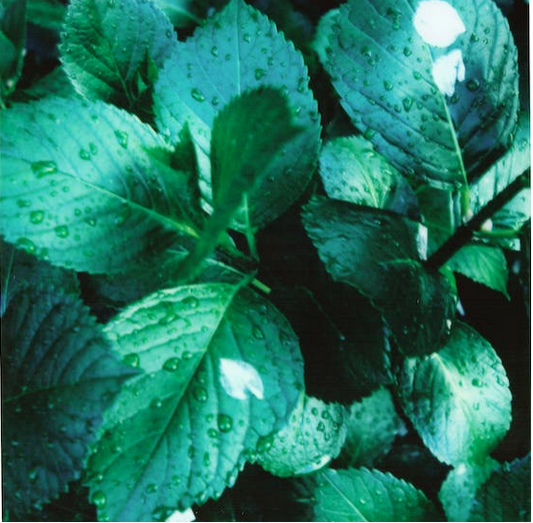 A powdery mildew-affected plant