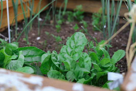 Leafy vegetables growing inside a greenhouse