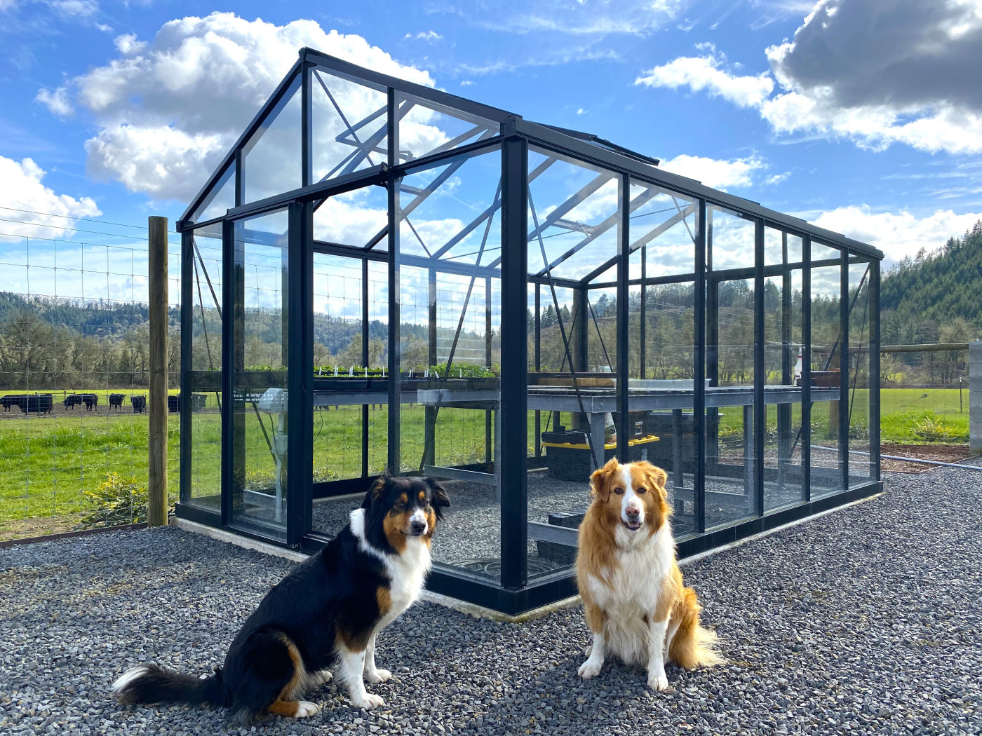 Exaco Janssens Royal Victorian VI34 Greenhouse 10ft x 15ft