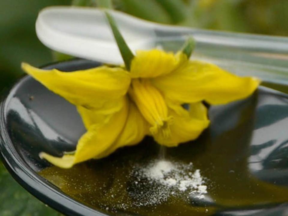 VegiBee Garden Pollinator