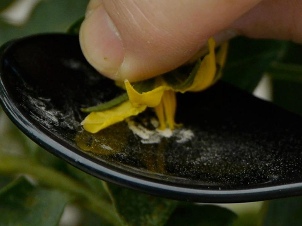 VegiBee Garden Pollinator