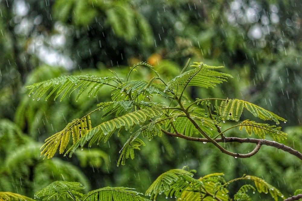 Plants during a heavy rain  