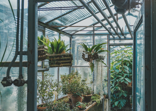 A greenhouse with plants