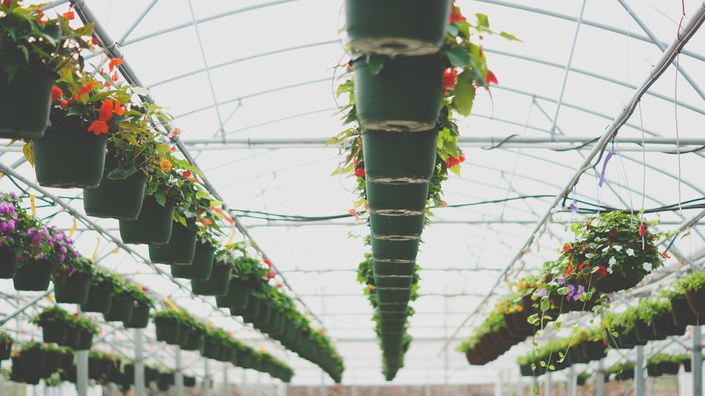 A greenhouse with hanging planters and an automated heating system