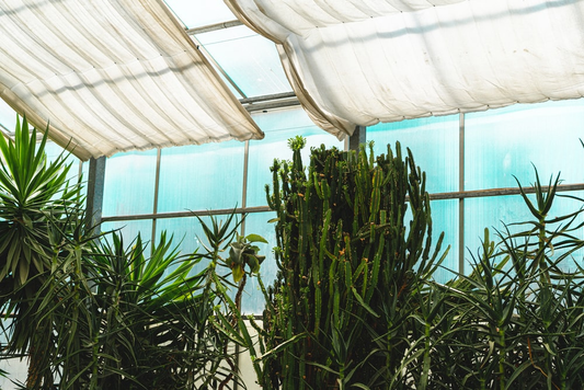 Beautiful plants inside a Solexx greenhouse
