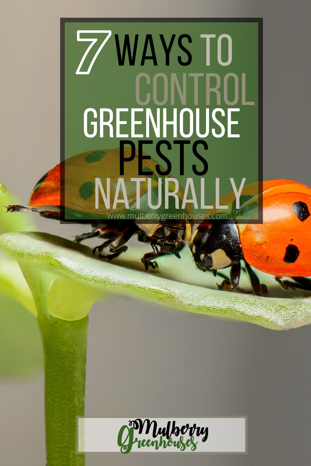 7 ways to control Greenhouse Pests Naturally