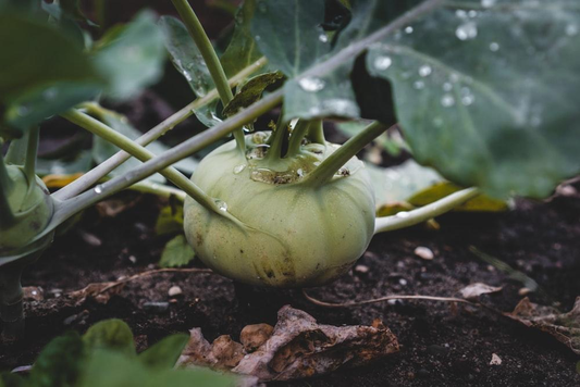 Turnips growing inside a greenhouse