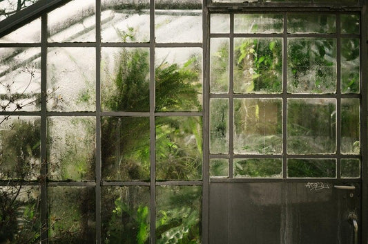 A greenhouse with plants