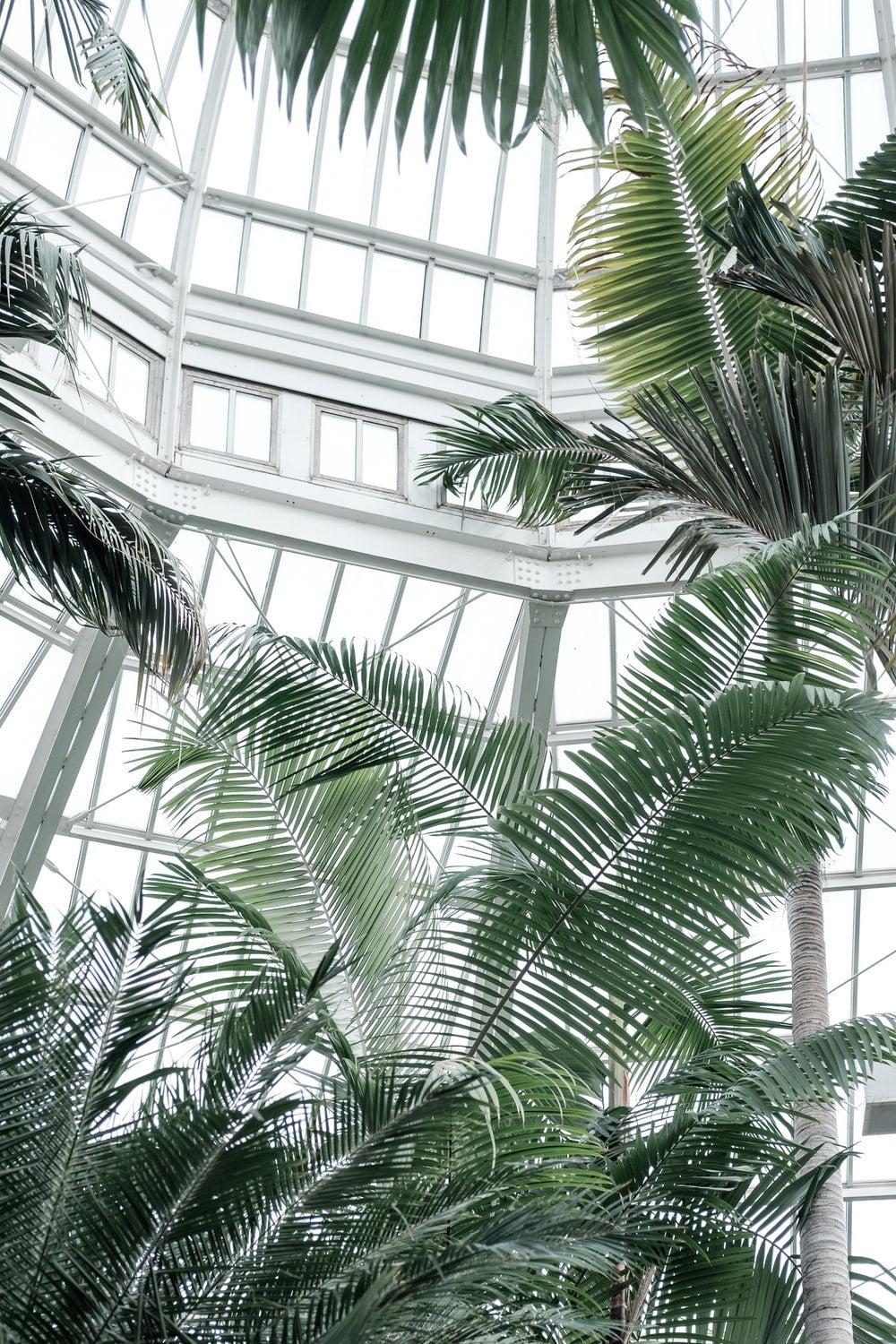 Tall plants inside a greenhouse