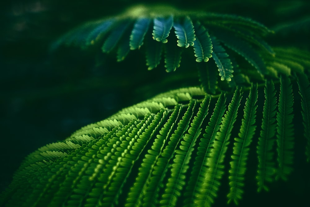 A fern plant growing inside a greenhouse