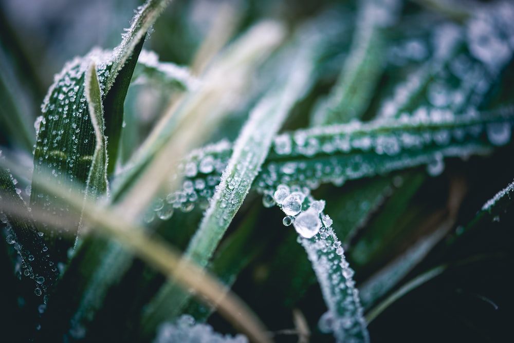 A frosted plant during winters