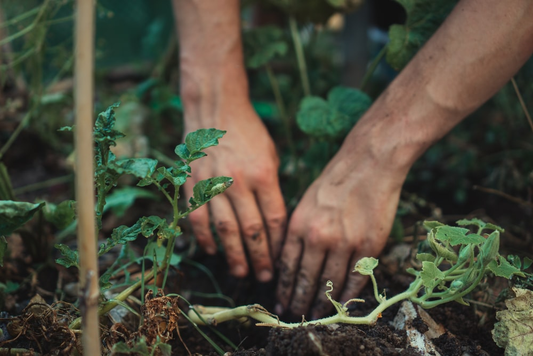 A gardener planting seeds in the soil