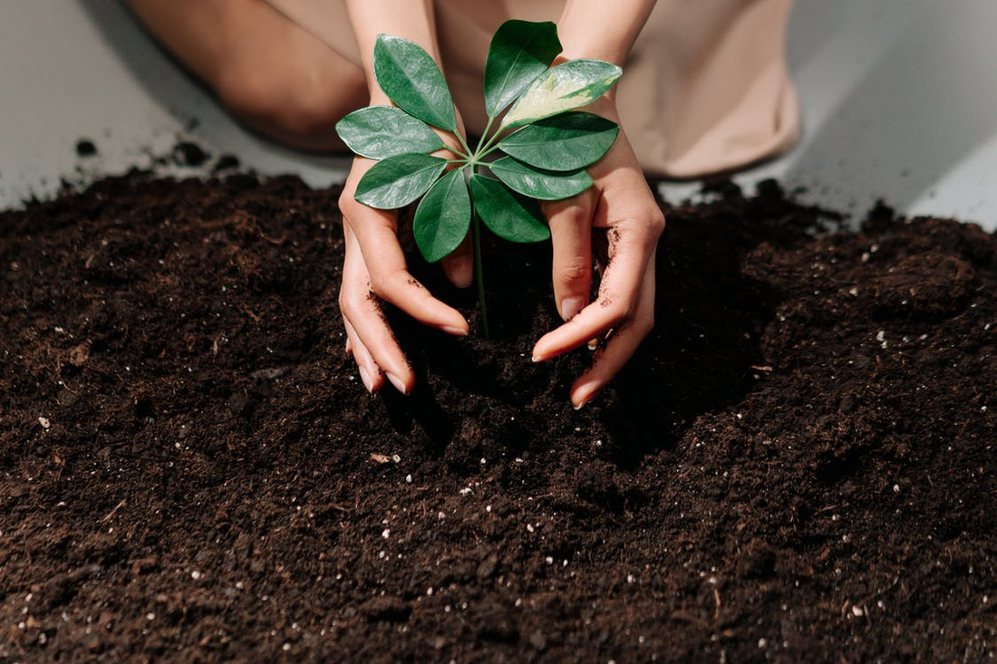 A person planting a small sprout in rich soil