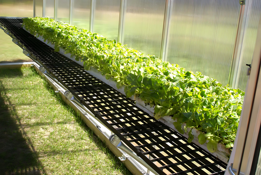 Greenhouse shelves holding rows of young plants to maximize growing space and airflow