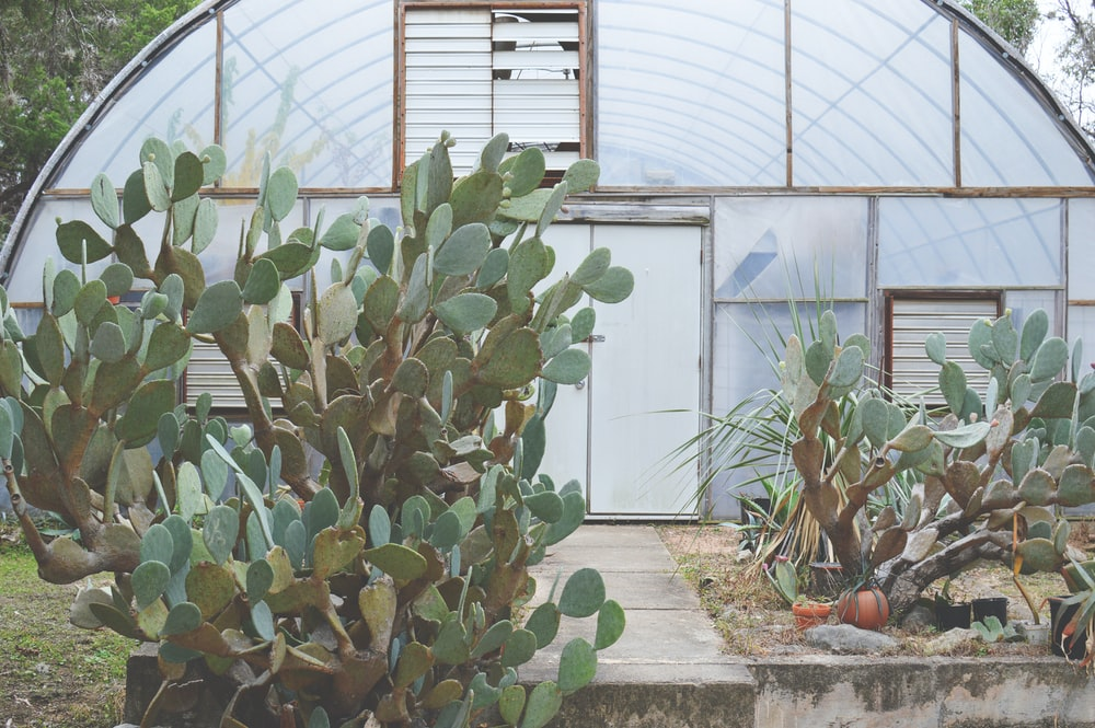 A well-maintained greenhouse