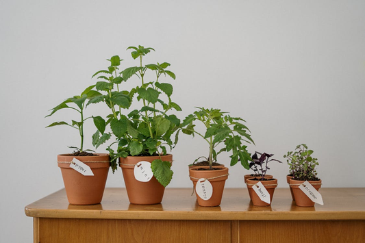 Different types of herbs planted in small pots