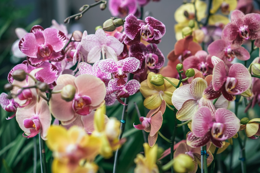 Blooming orchids inside a Riga greenhouse