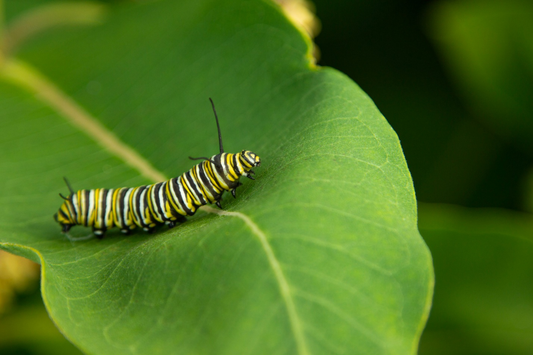 A close-up of a caterpillar on a plant.
