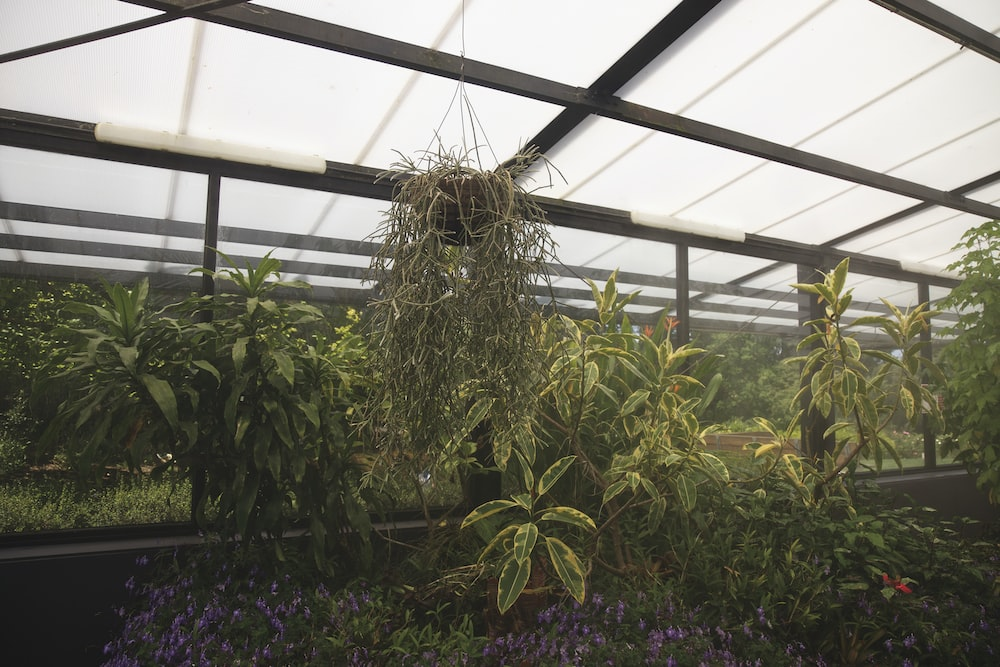 Plants inside a glass greenhouse
