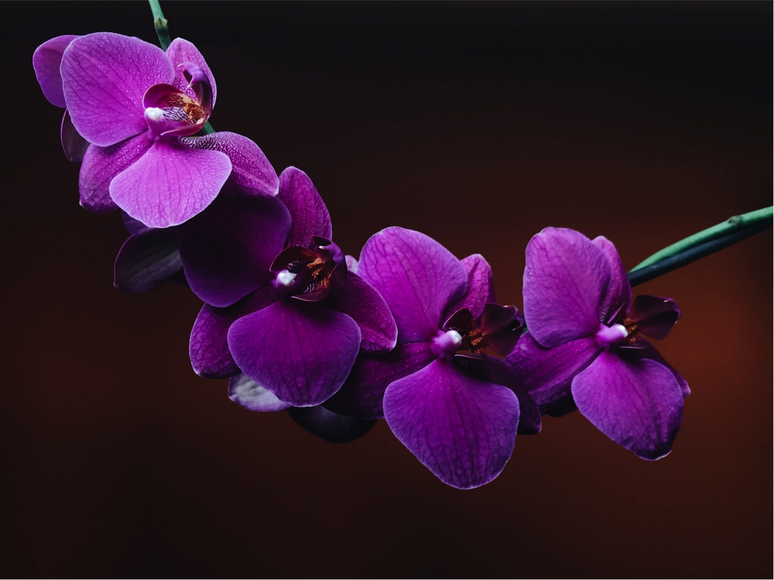 A pretty orchid flower