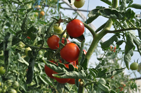 Lush greenhouse plants thriving in summer with tomatoes and vegetables ripening in the heat
