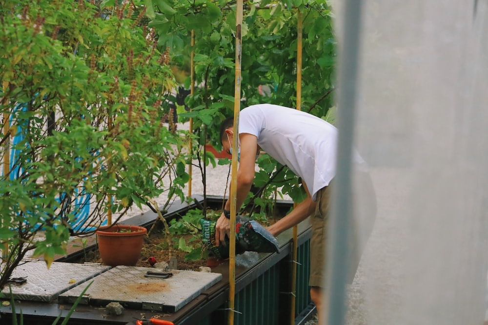 A gardener inside a greenhouse