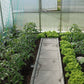 Inside the Nelke 4 Pro: raised beds of tomatoes and lettuce along a paved center path