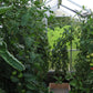 Tomato plants growing tall inside a Nelke greenhouse under triple-wall polycarbonate