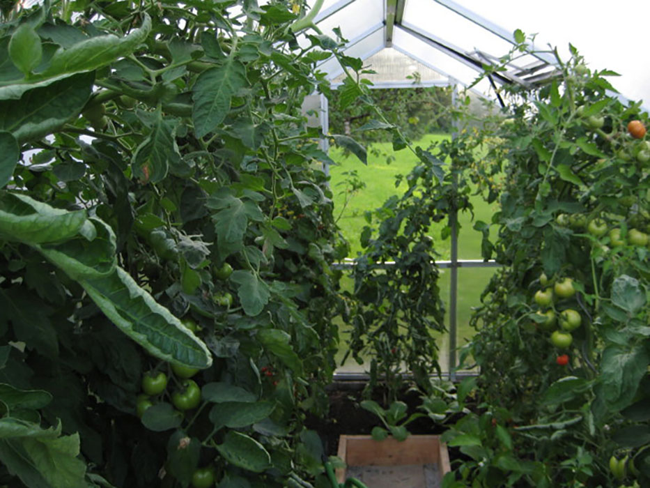 Tomato plants growing tall inside a Nelke greenhouse under triple-wall polycarbonate