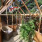 Alton Durham T-Shaped Cedar Orangerie