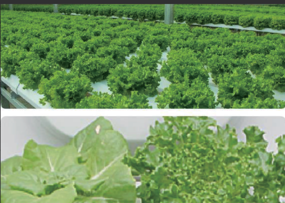 Astrica 45 W Indoor Plant Grow light