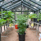 Exaco Janssens Royal Victorian VI36 greenhouse 10x20