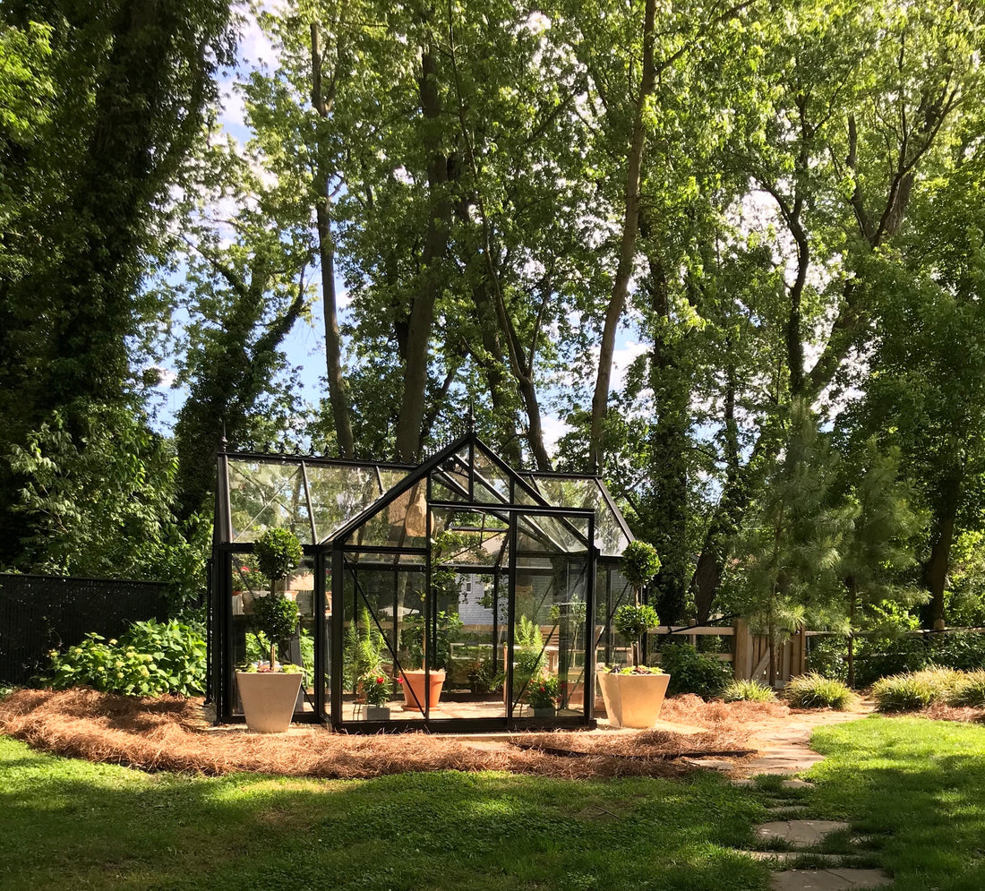 Janssens T-shaped Junior Victorian Orangerie glass greenhouse in a tree-shaded garden