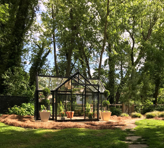 Janssens T-shaped Junior Victorian Orangerie glass greenhouse in a tree-shaded garden