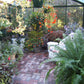 Inside a Royal Victorian VI34 greenhouse: brick path lined with plants