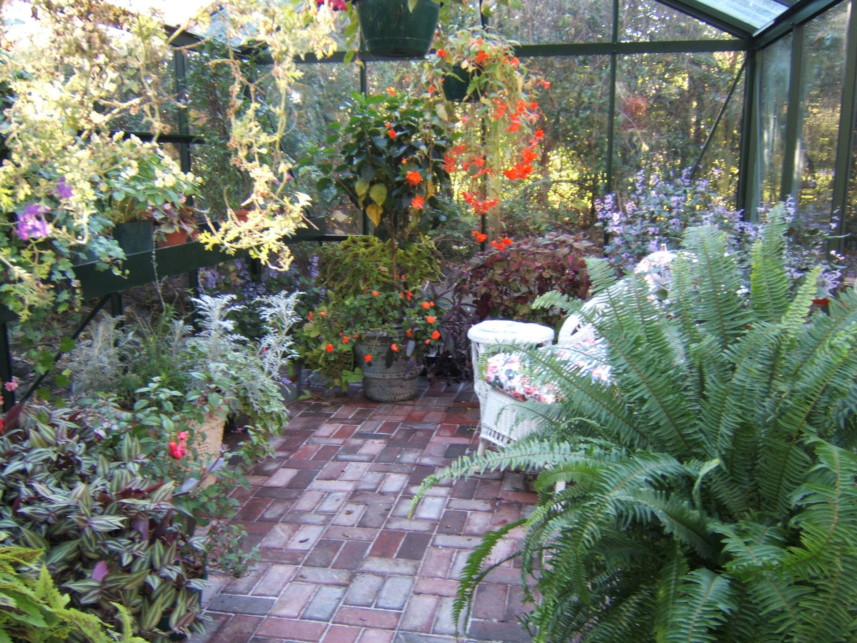Inside a Royal Victorian VI34 greenhouse: brick path lined with plants