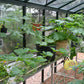 Inside a Royal Victorian VI34 greenhouse: plants on shelving
