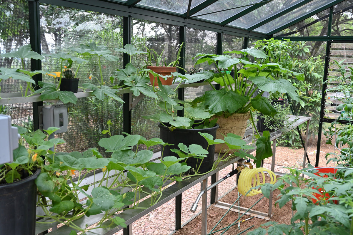 Inside a Royal Victorian VI34 greenhouse: plants on shelving