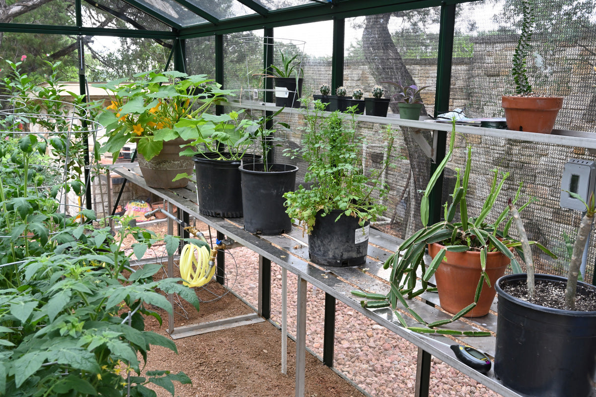 Inside a Royal Victorian VI34 greenhouse: potted plants on benches