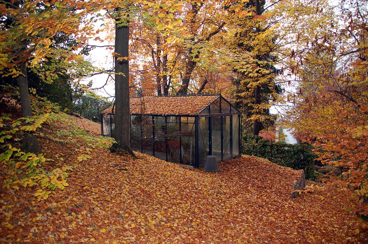 Royal Victorian VI36 greenhouse in autumn woodland, surrounded by fallen orange leaves and tall trees