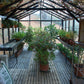 Inside a Royal Victorian VI36 greenhouse filled with autumn plants