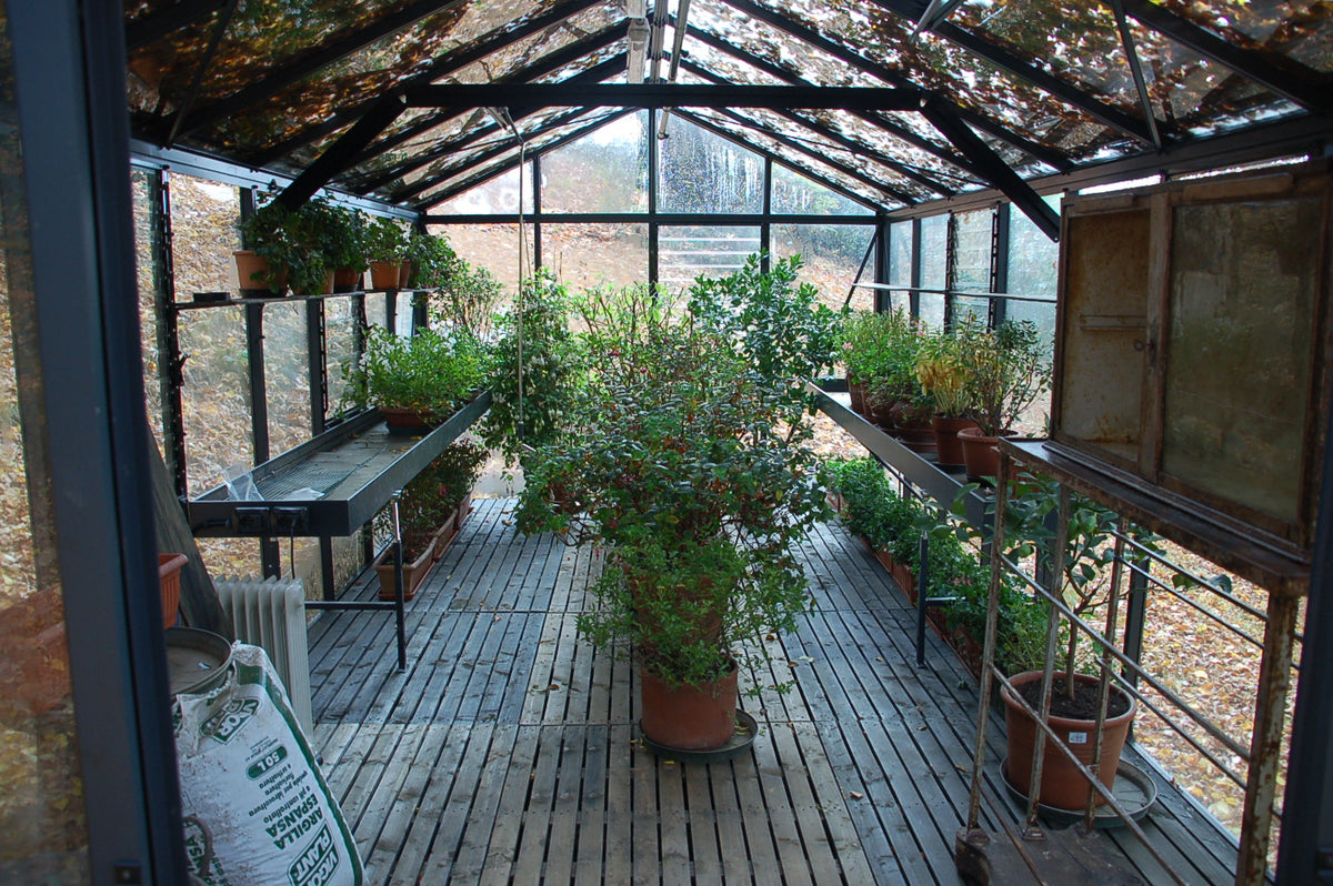 Inside a Royal Victorian VI36 greenhouse filled with autumn plants