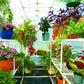 Solexx 8ft x 8ft Gardener's Oasis Greenhouse G-208