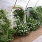 Hoklartherm Riga XL 6 Greenhouse 14x19