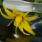 VegiBee Garden Pollinator